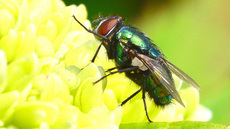 Schmeißfliege (4).jpg